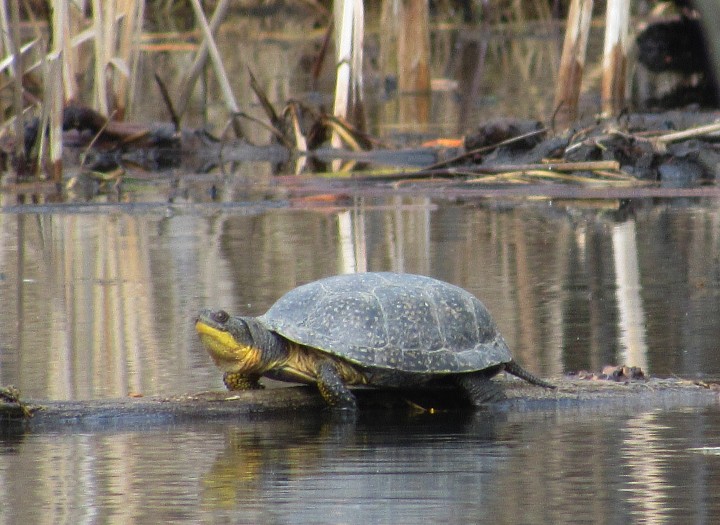 Blanding's Turtle